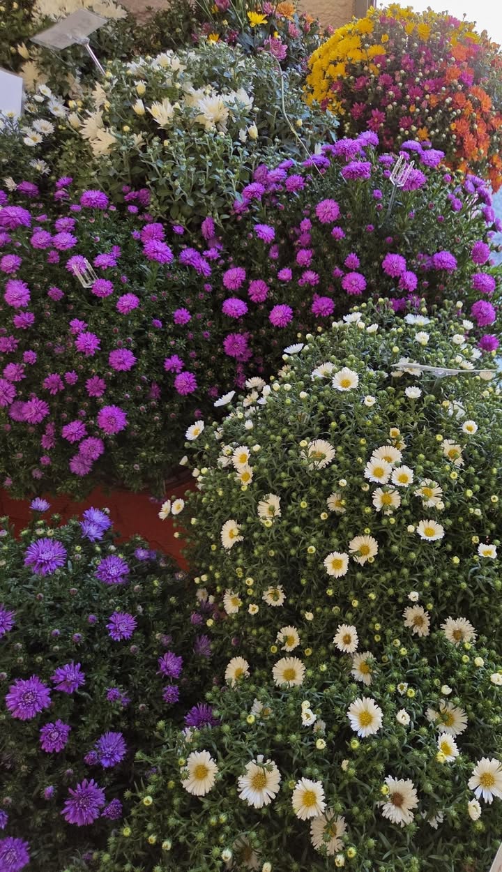 BEAUTIFUL MUMS AND ASTERS HAVE ARRIVED!